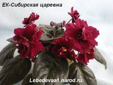 СибирскаяЦаревна4