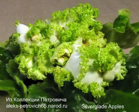 SilvergladeApples1