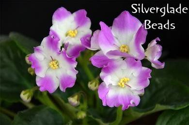 SilvergladeBeads2