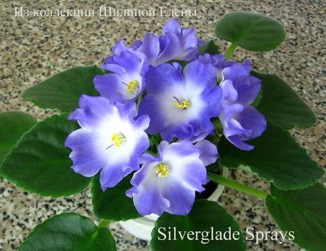 SilvergladeSprays1