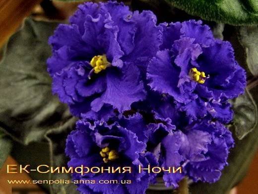 СимфонияНочи6