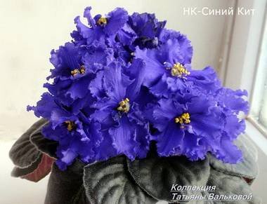 СинийКит4