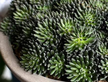 Sinocrassula1