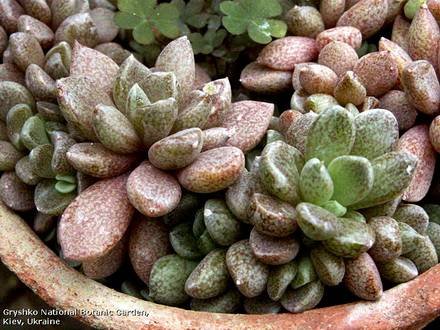 SinocrassulaDensirosulata