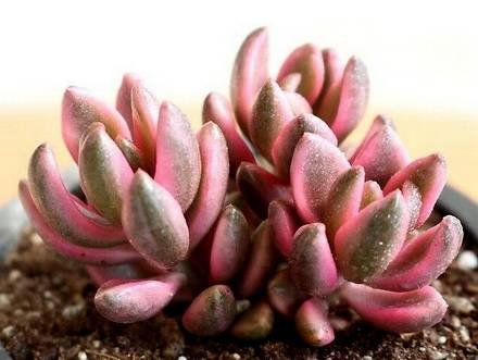 SinocrassulaDensirosulataVariegata