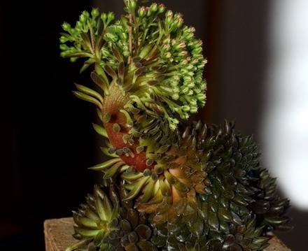 SinocrassulaYnnaniensisCristata