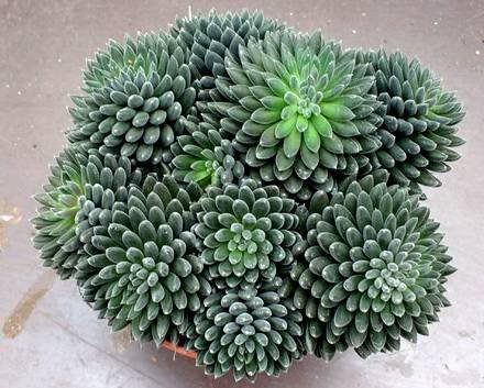 SinocrassulaYunnannensis