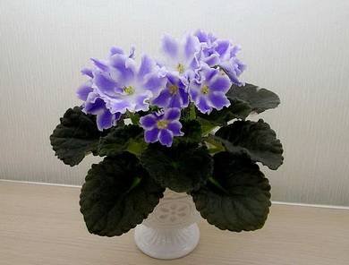 Сирена4