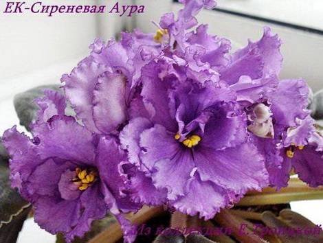 СиреневаяАура1