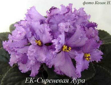 СиреневаяАура8
