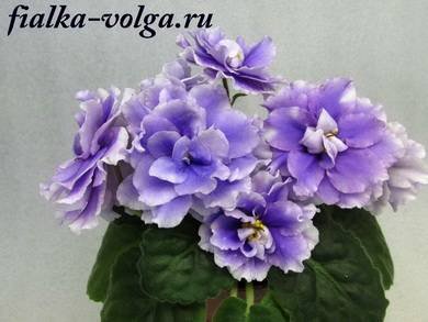 СиреневоеЧудо8