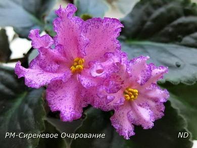 СиреневоеОчарование2