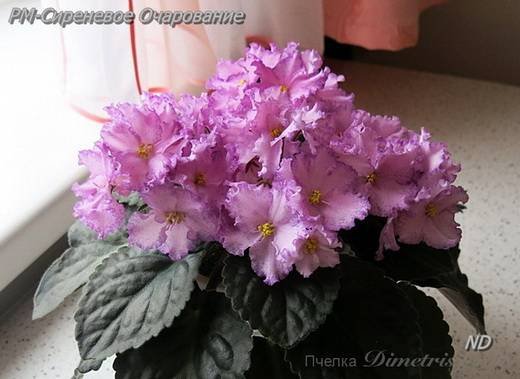 СиреневоеОчарование6