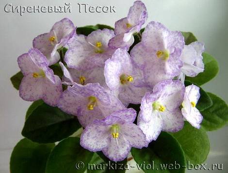 СиреневыйПесок1