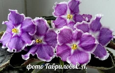 СияниеЗвезд1