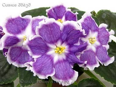 СияниеЗвезд2