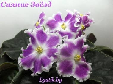 СияниеЗвезд5