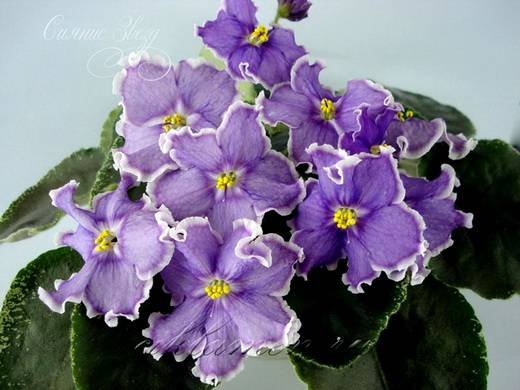 СияниеЗвезд6