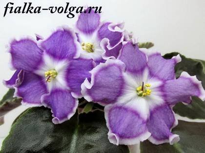 СияниеЗвезд7