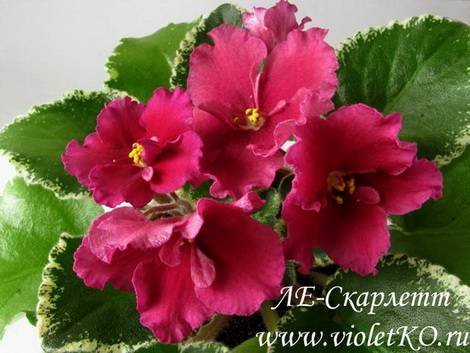 Скарлетт1