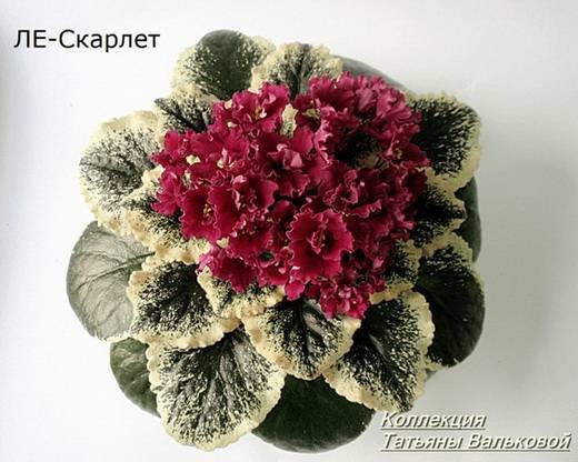 Скарлетт5