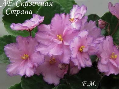 СказочнаяСтрана2