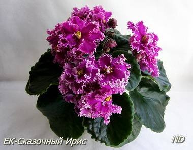 СказочныйИрис2