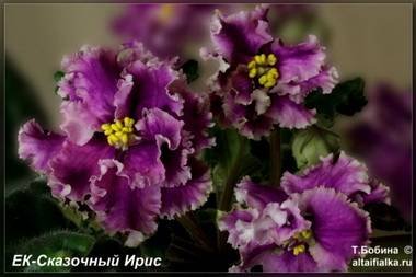 СказочныйИрис4