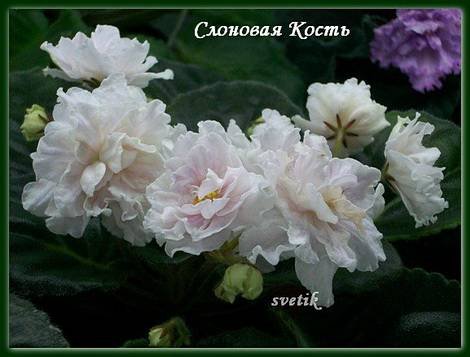 СлоноваяКость1
