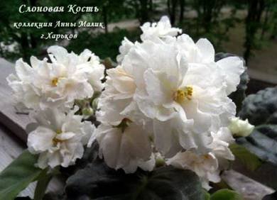 СлоноваяКость2