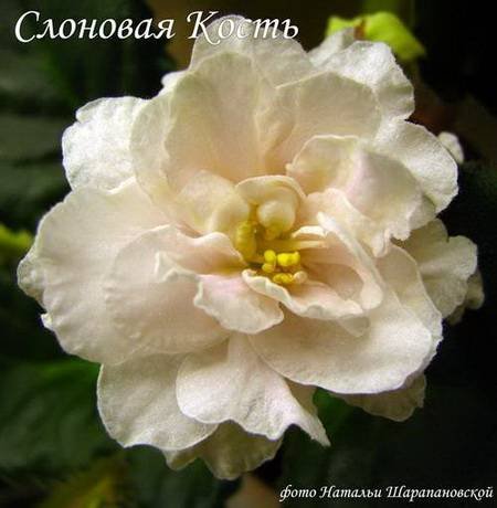 СлоноваяКость4