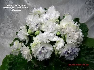 СнегВАпреле3