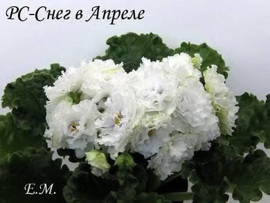 СнегВАпреле5