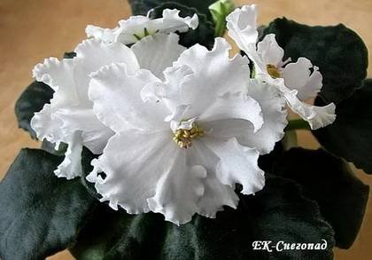 Снегопад7