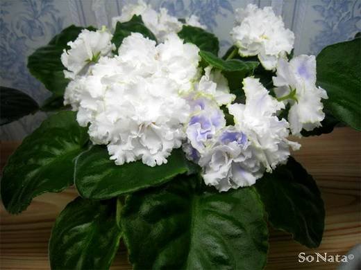 Снегурочка6