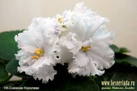 СнежнаяКоролева1