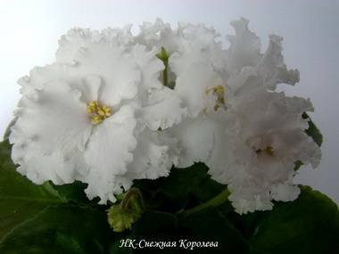 СнежнаяКоролева2