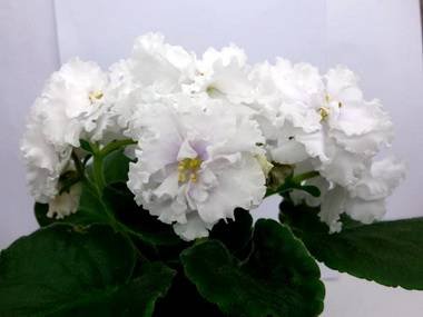 СнежнаяКоролева3