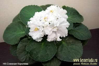 СнежнаяКоролева5