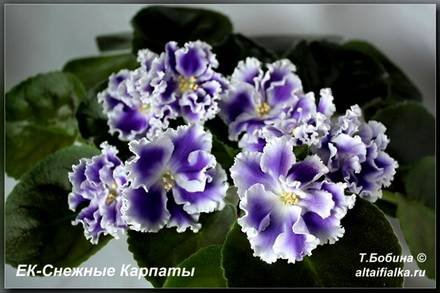 СнежныеКарпаты7