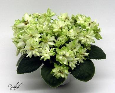 СнежныйГеоргин7