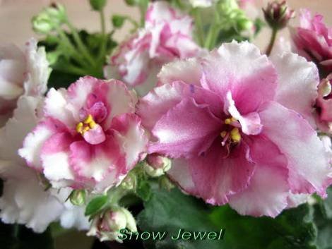 SnowJewel1