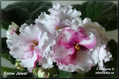 SnowJewel4