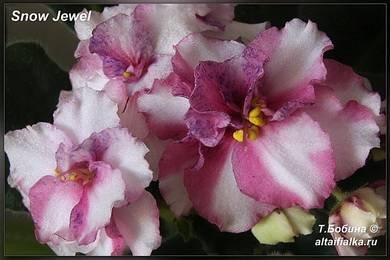 SnowJewel5
