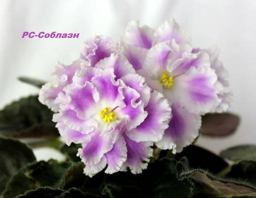 Соблазн6