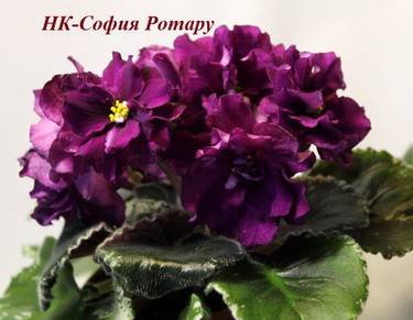 СофияРотару5