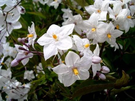 SolanumJasminoides