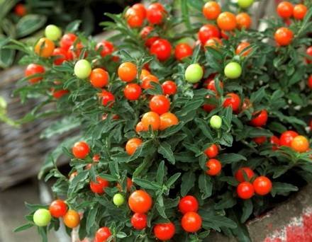 SolanumPseudocapsicum