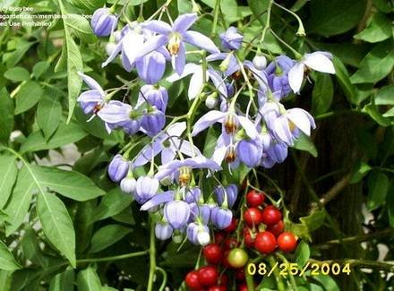 SolanumSeaforthianum