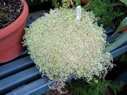 SoleiroliaSoleiroliiVariegata
